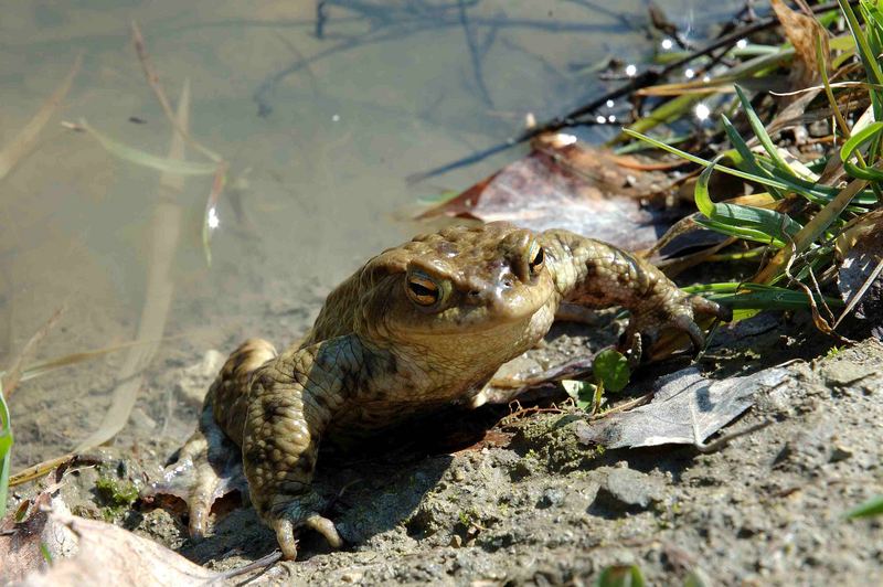 Am Teich in Würnitz war sie eine von viiiielen