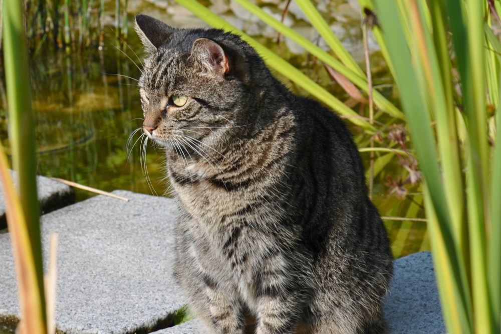 am Teich ist es immer interessant