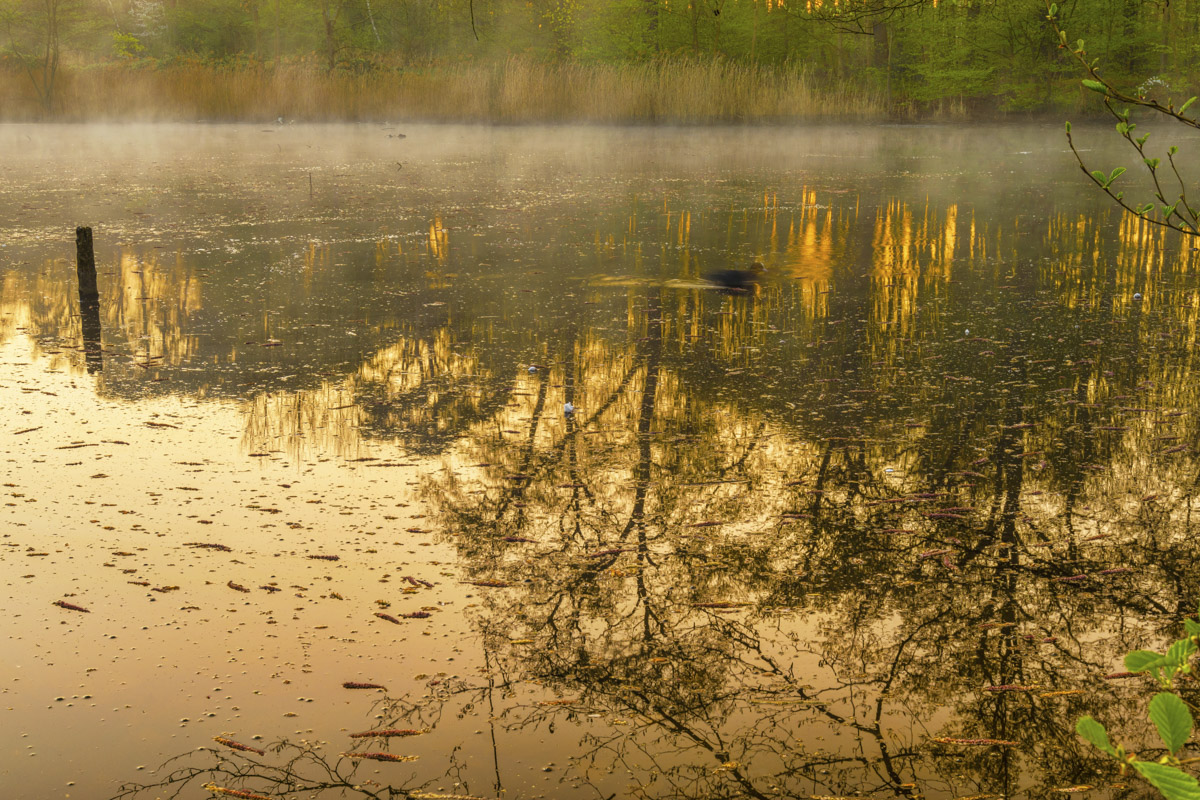 Am Teich steht alles Kopf