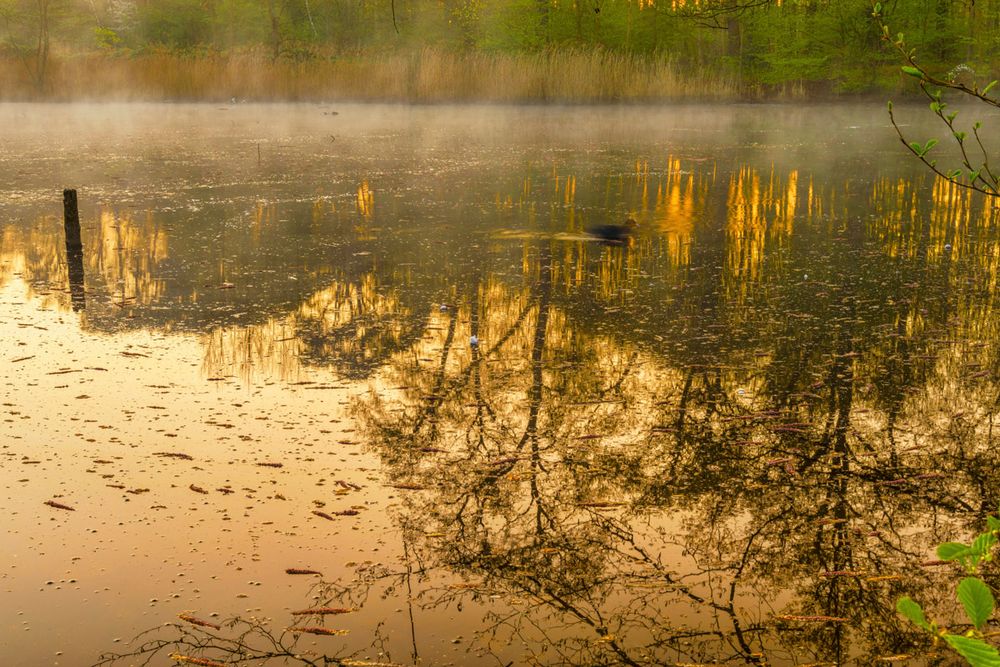 Am Teich steht alles Kopf