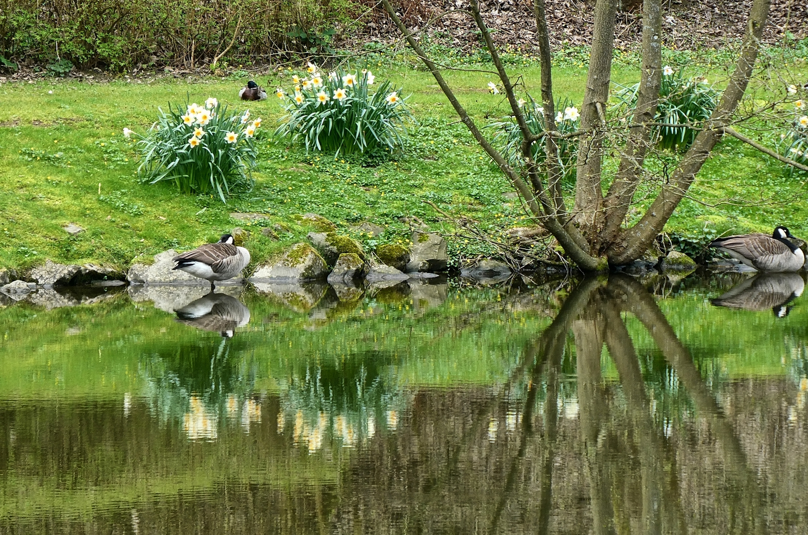 Am Teich von Schloss Hardenberg Foto & Bild natur, landschaft, teich