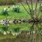 Am Teich von Schloss Hardenberg