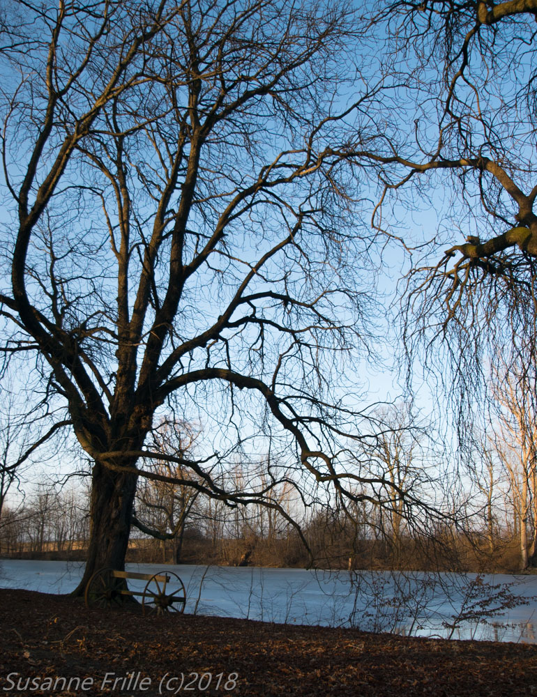 Am Teich zur blauen Stunde