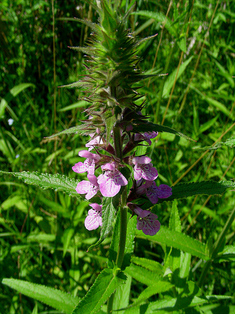 Am Teichrand