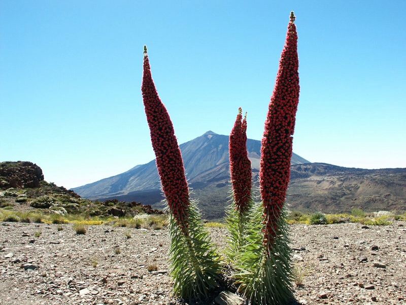 am Teide