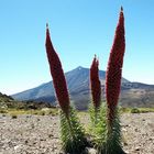 am Teide