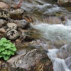 am Teufelsstieg im Harz