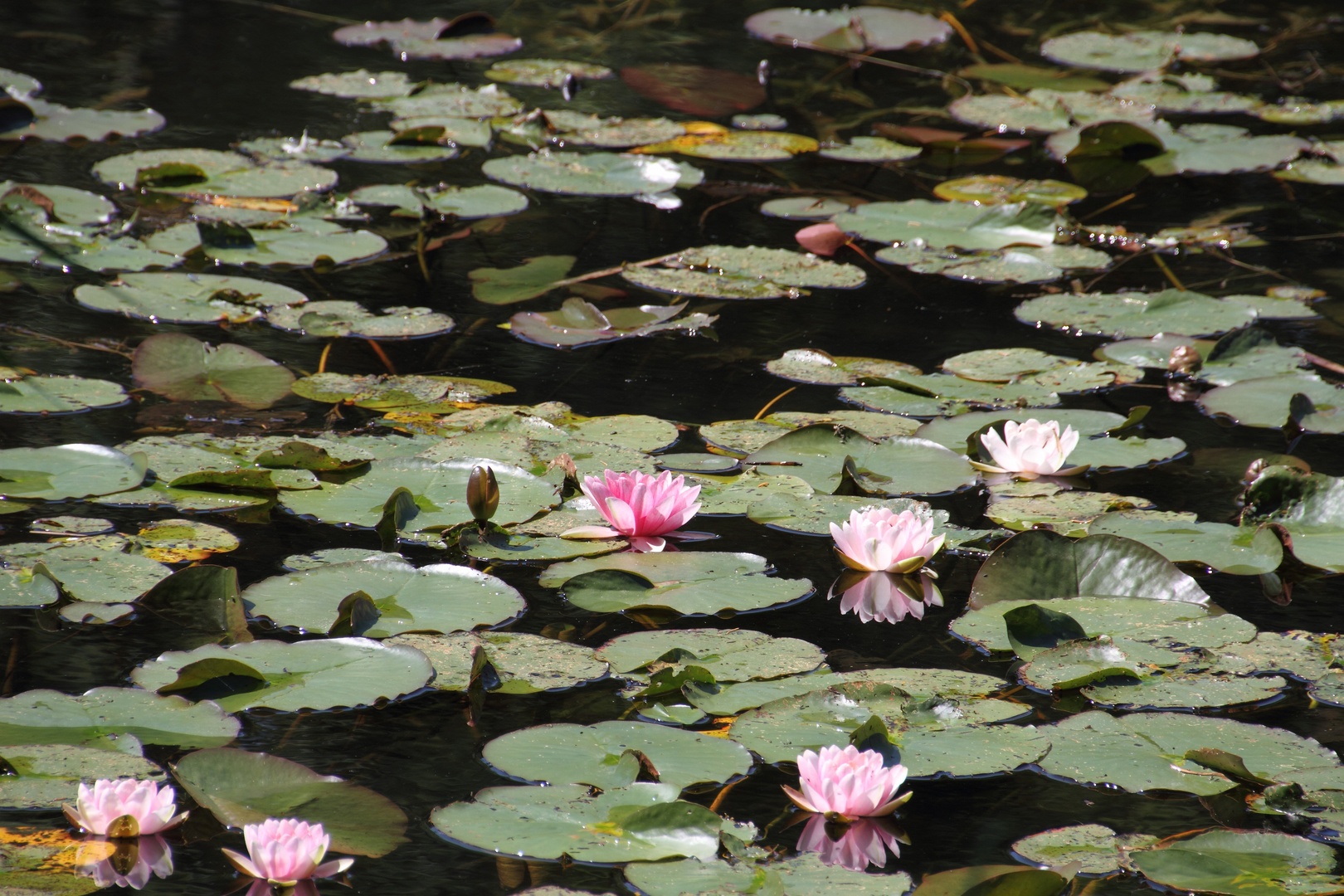 Am Thalwiler Waldweiher 2