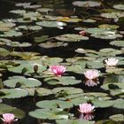 Am Thalwiler Waldweiher 2