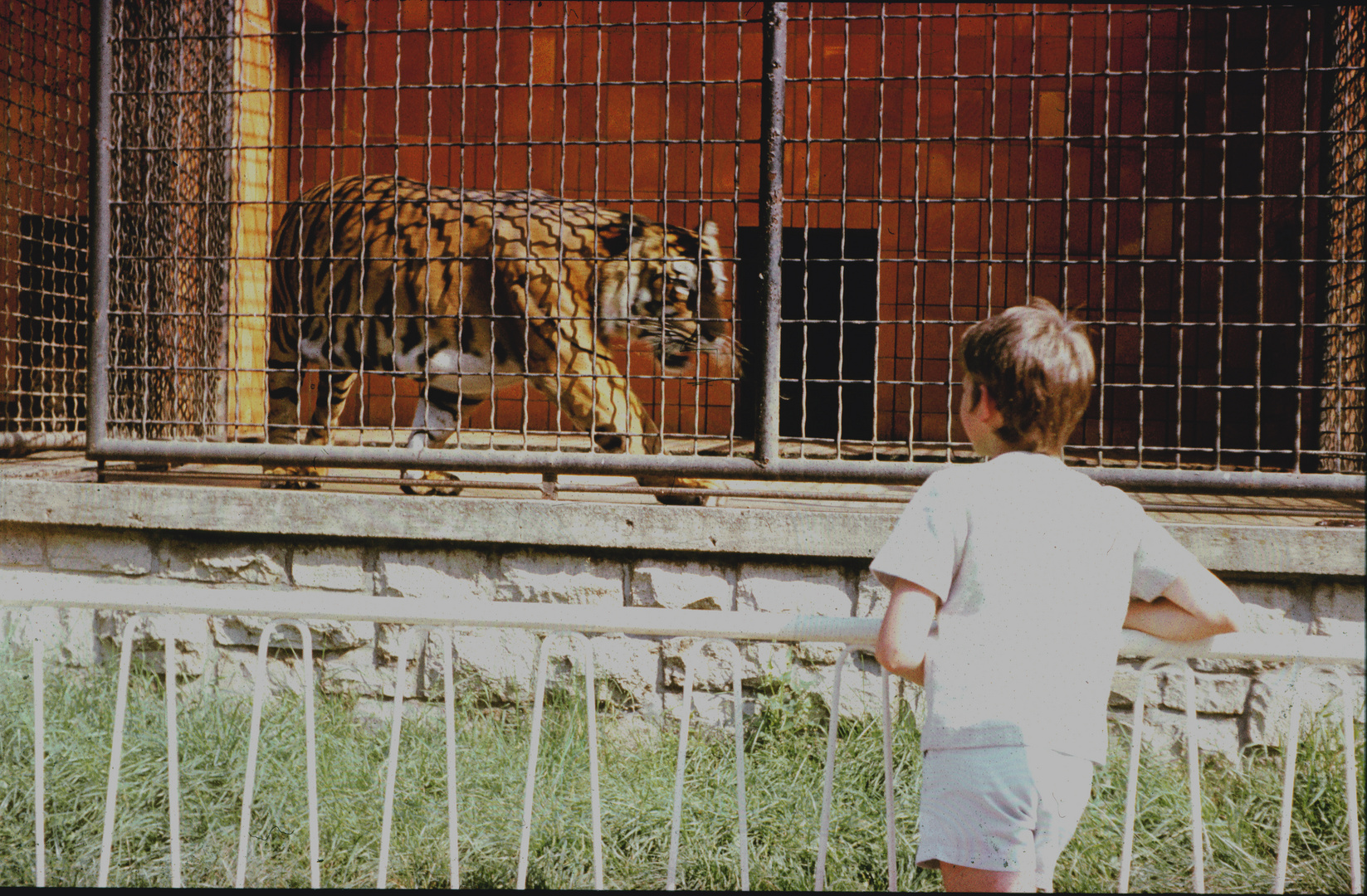 am Tigerkäfig(Zoo Leipzig)