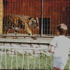 am Tigerkäfig(Zoo Leipzig)