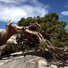 Am Tioga Pass