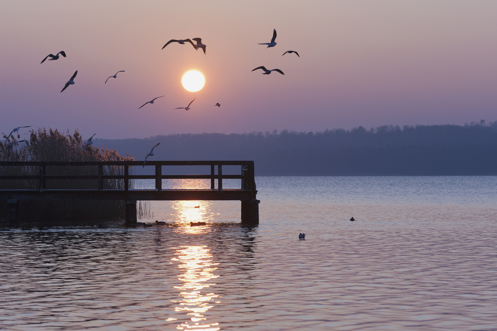 Am Tollensesee