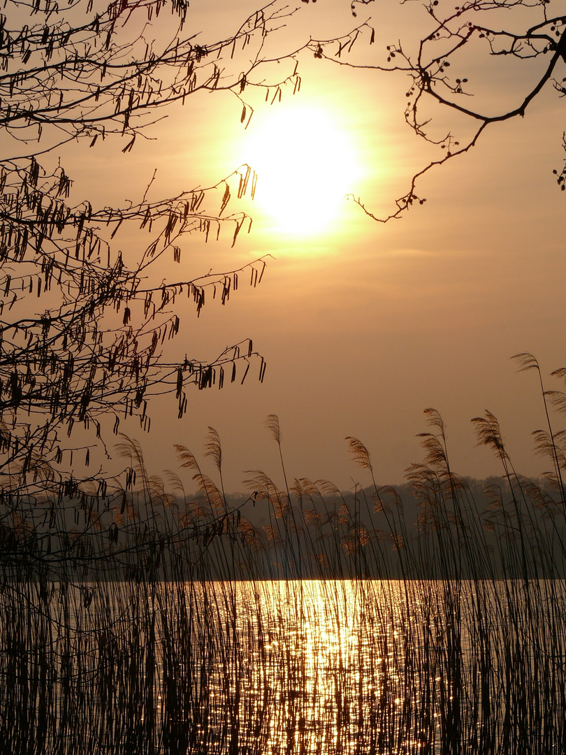 Am Tollensesee