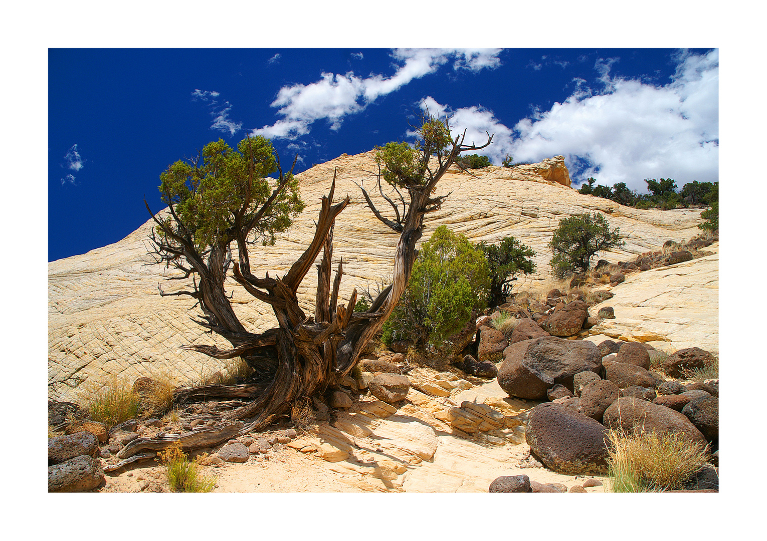 am Trail zu den Upper Calf Creek Falls am Scenic Highway 12