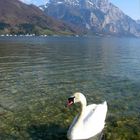 Am Traunsee