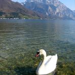 Am Traunsee