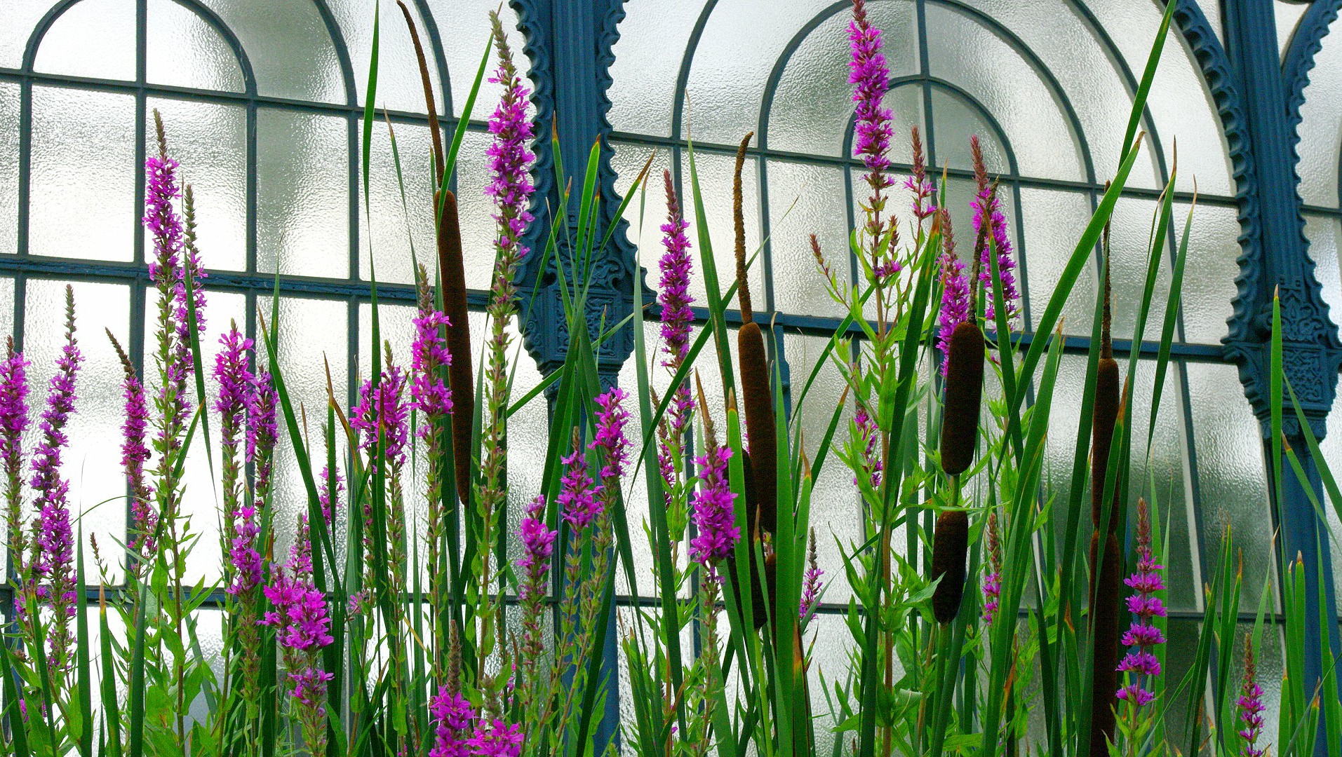 am Treibhaus-Fenster in der Wilhelma