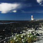 Am trüben Strand gibts doch noch Leben