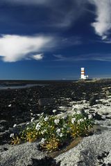 Am trüben Strand gibts doch noch Leben