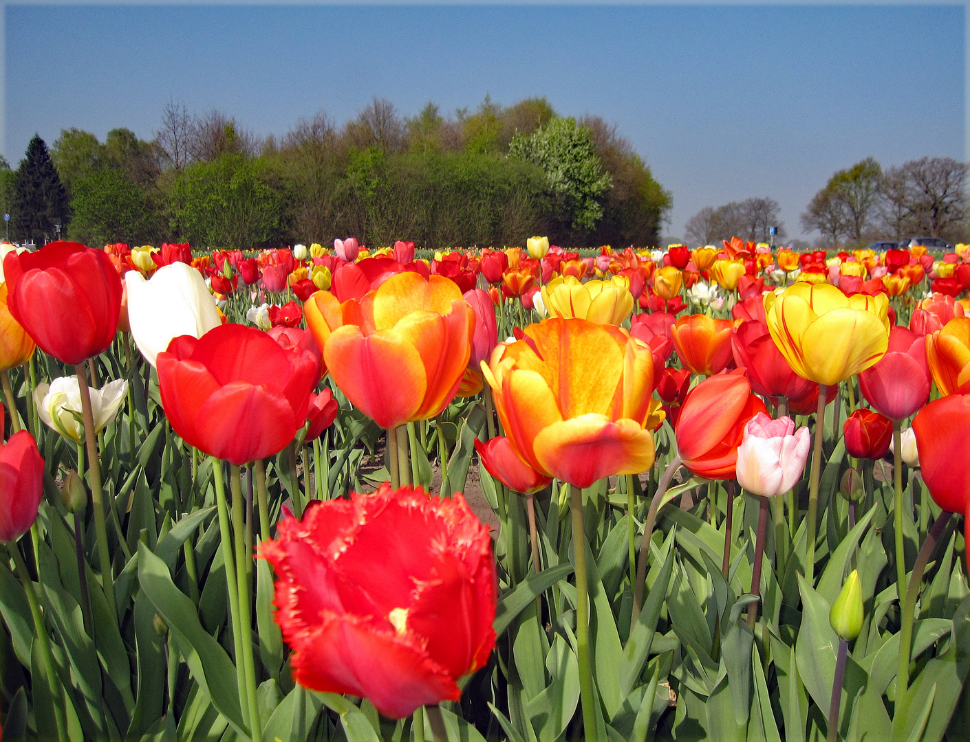 Am Tulpenfeld