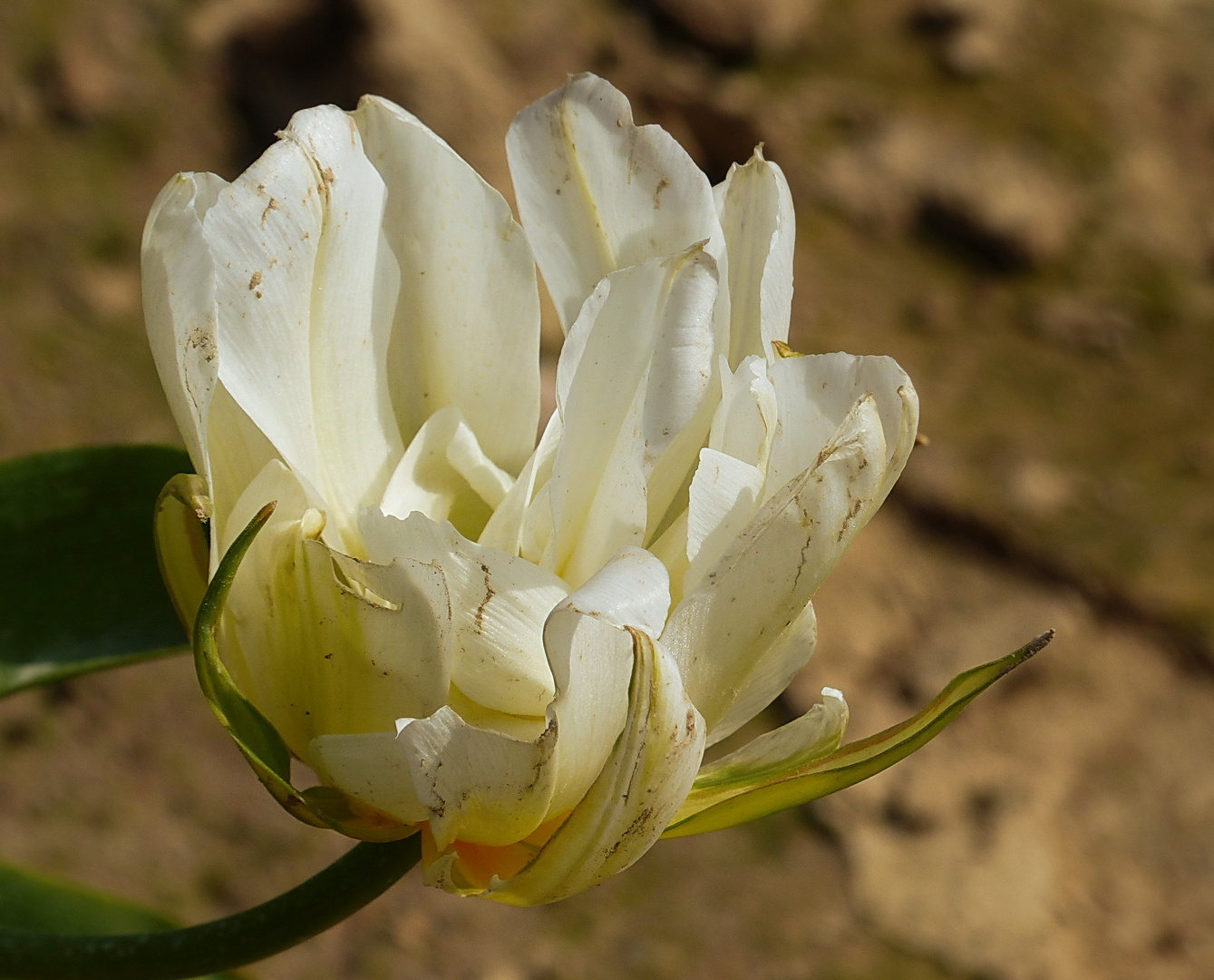 AM Tulpenfeld im Frühjahr             Mittwochsblümchen