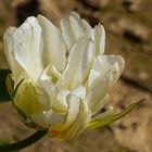 AM Tulpenfeld im Frühjahr             Mittwochsblümchen