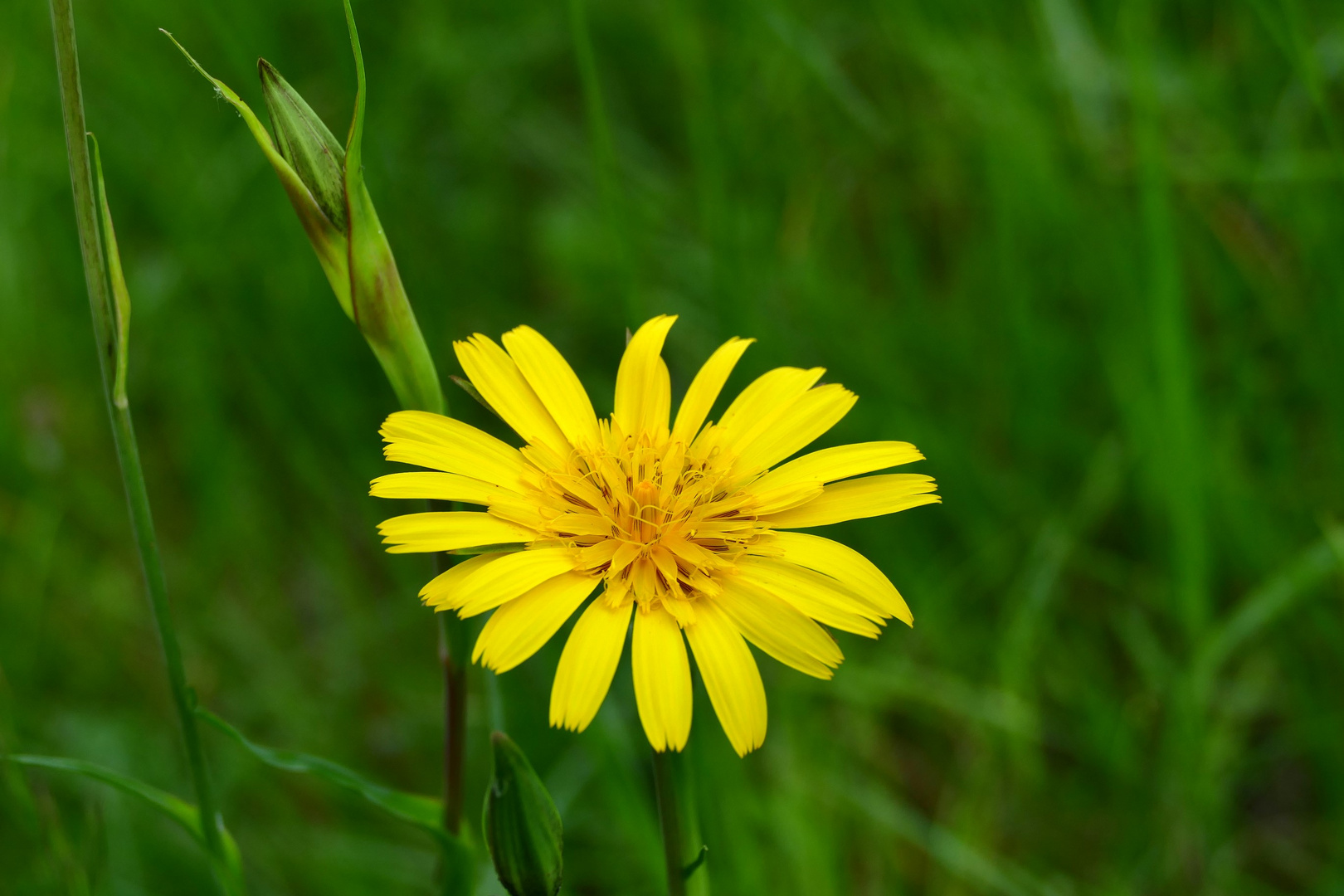 Am Übergang vom Frühling zum Sommer