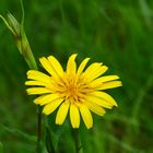 Am Übergang vom Frühling zum Sommer