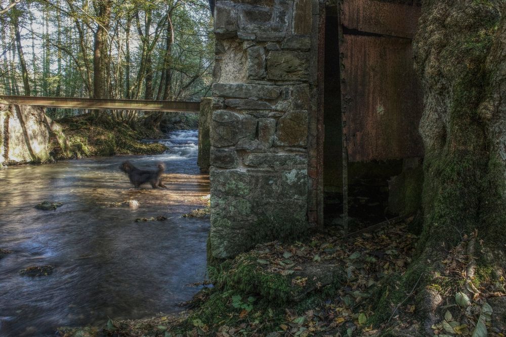 Am Ufer der Dhünn - Motiv mit Hund