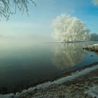 Am Ufer der Donau im Morgennebel II