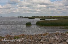 Am Ufer der Elbe