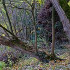 Am Ufer der Gräfte von Wasserburg Hülshoff im Münsterland