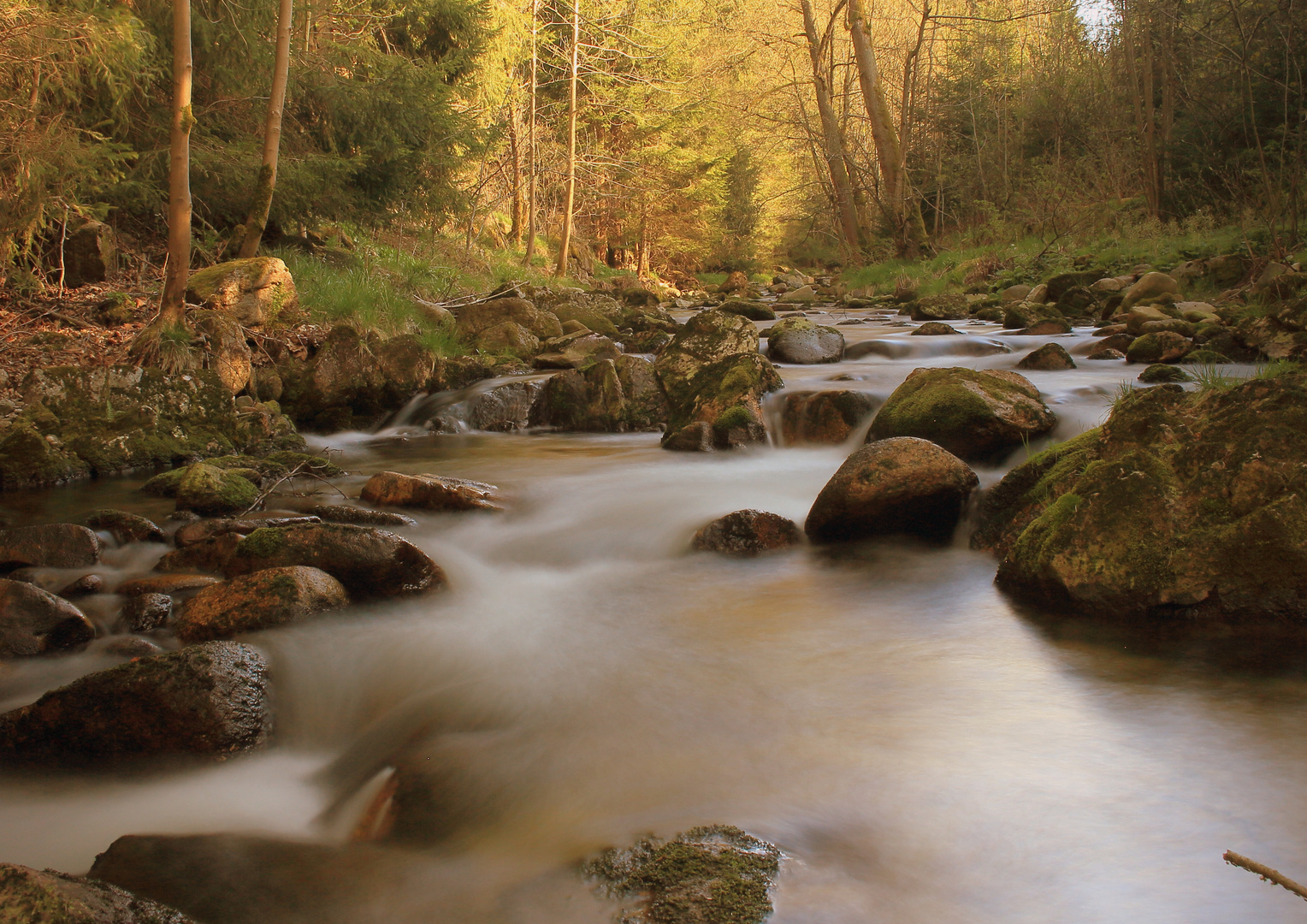 Am Ufer der Großen Bockau bei Blauental in Sachsen