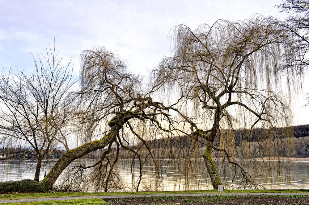 am Ufer der Mainau 01