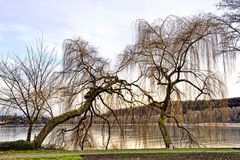 am Ufer der Mainau 01