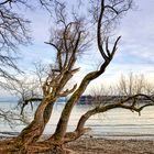 am Ufer der Mainau 02