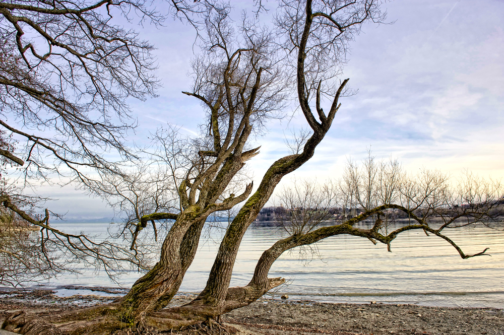 am Ufer der Mainau 02