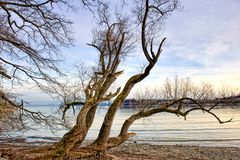 am Ufer der Mainau 02