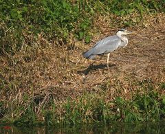 am Ufer der Saale bei Freyburg