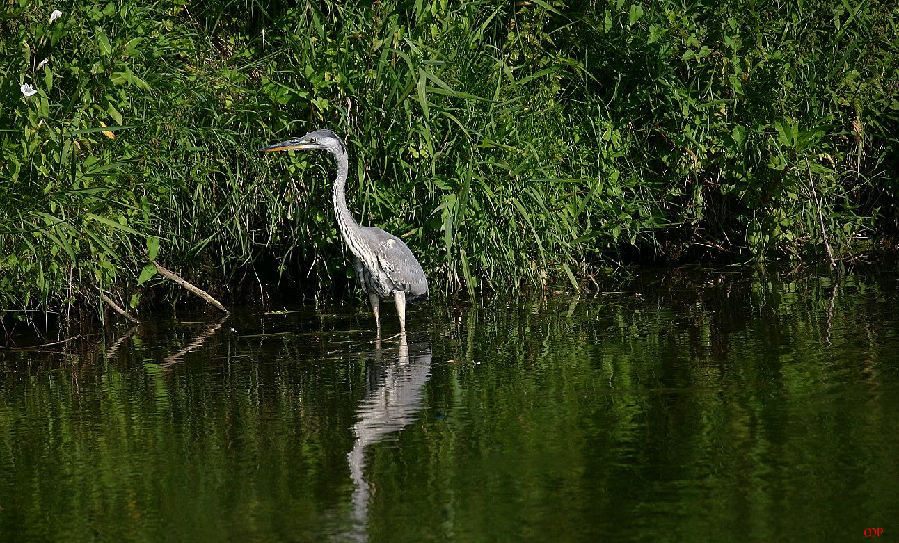 am Ufer der Saale