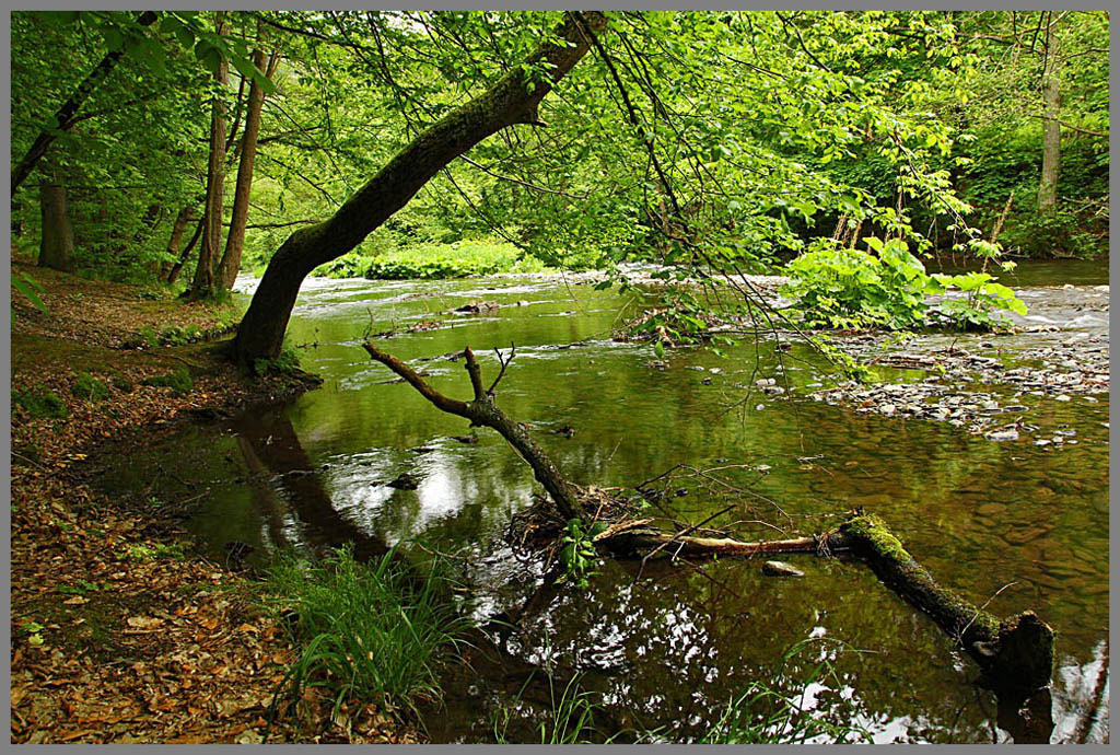 am Ufer der Schwarza