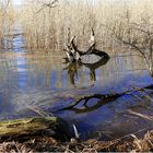 Am Ufer des Achterwassers bei Pudagla auf der Insel Usedom