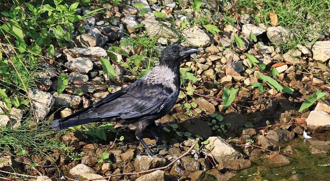 am Ufer des Flüsschens Aller im Wolfsburger Allerpark