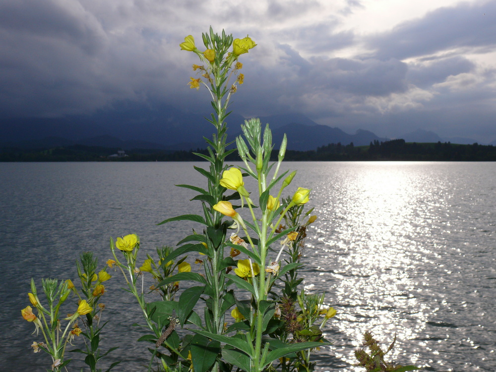 Am Ufer des Forggensee