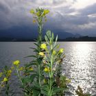 Am Ufer des Forggensee