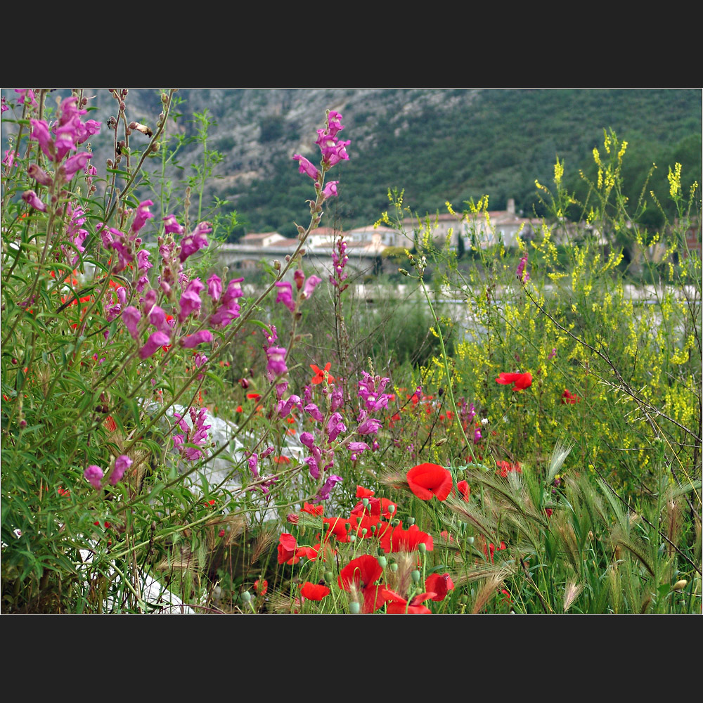 Am Ufer des Gardon Foto & Bild pflanzen, pilze & flechten, blüten