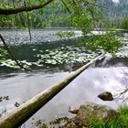 Am Ufer des Großen Arbersees