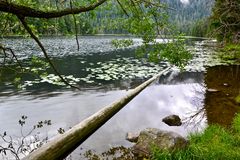 Am Ufer des Großen Arbersees