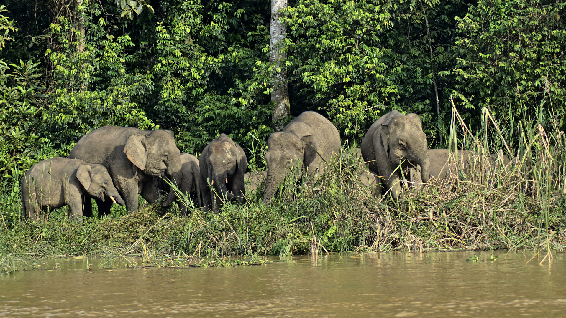 Am Ufer des Kinabatangan